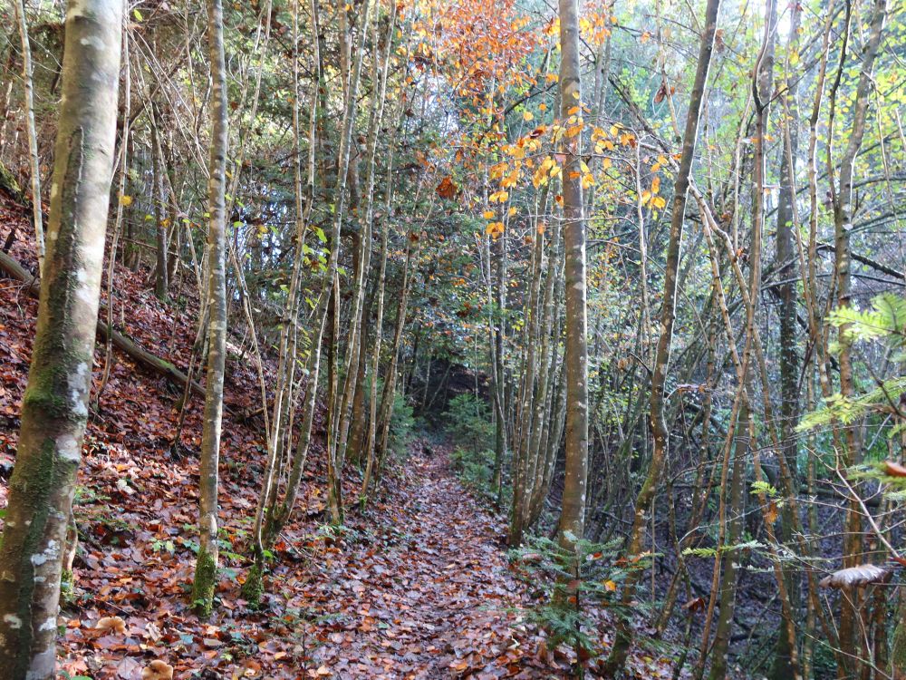 Pfad im Buebehofer Wald