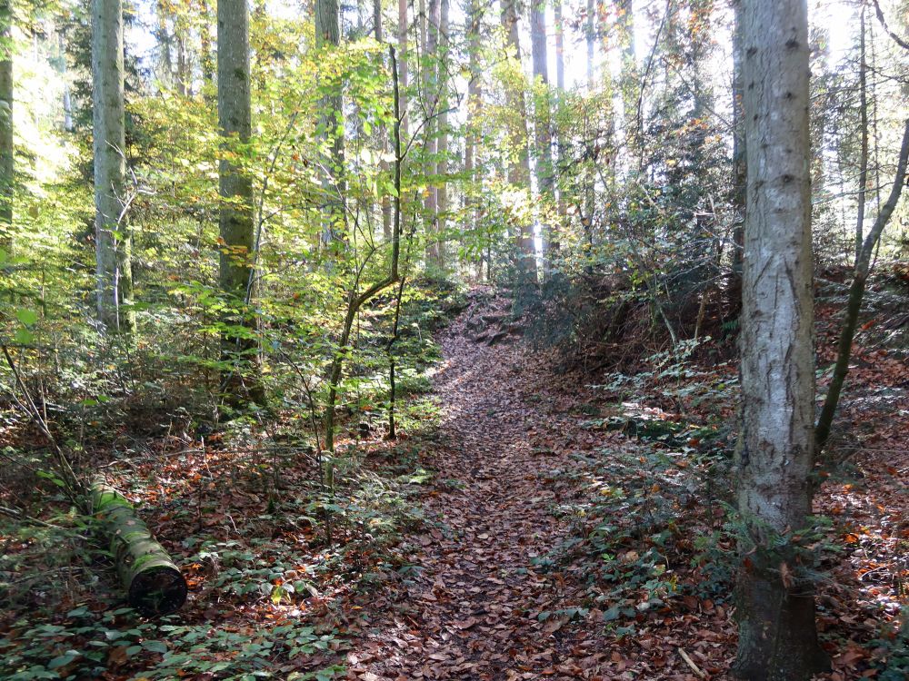 Pfad im Buebehofer Wald