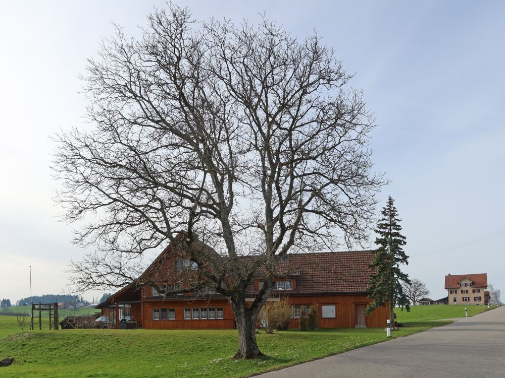kahler Baum vor Bauernhaus