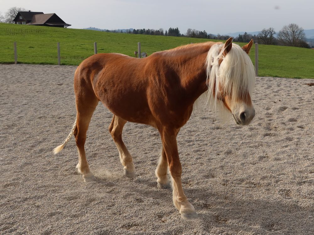 Pferd