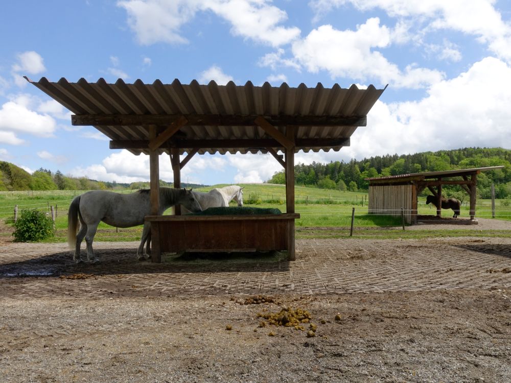 Pferde beim Kreuzhof