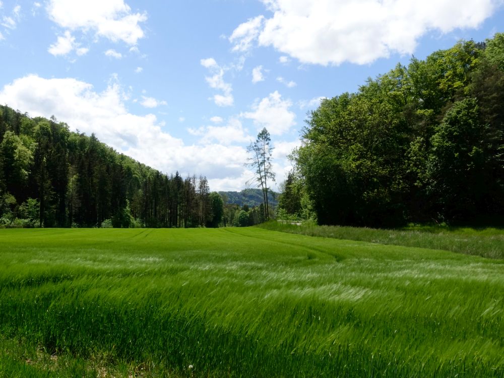 Getreidefeld im Wind