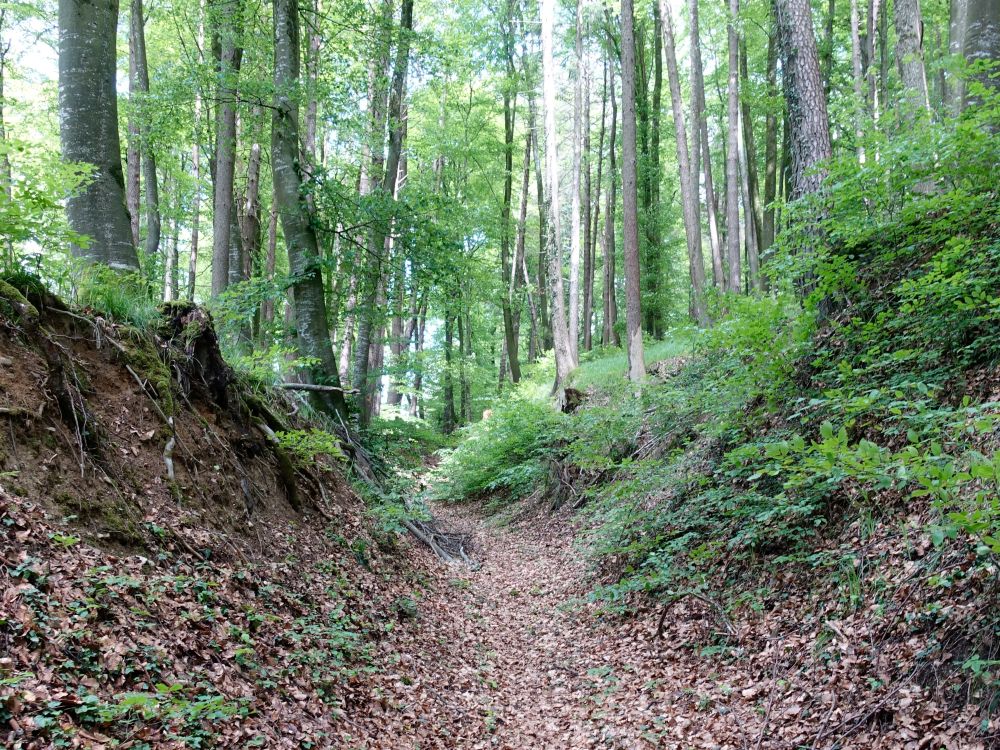 Hohlweg unterm Wolkensteiner Berg