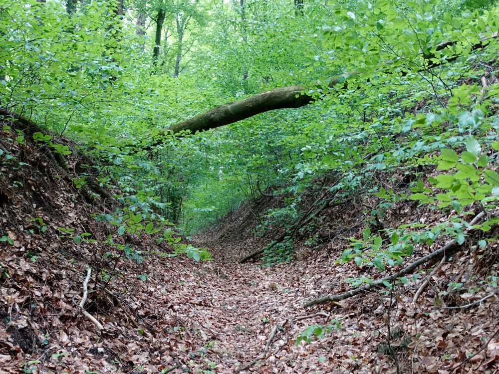 Hohlweg unterm Wolkensteiner Berg