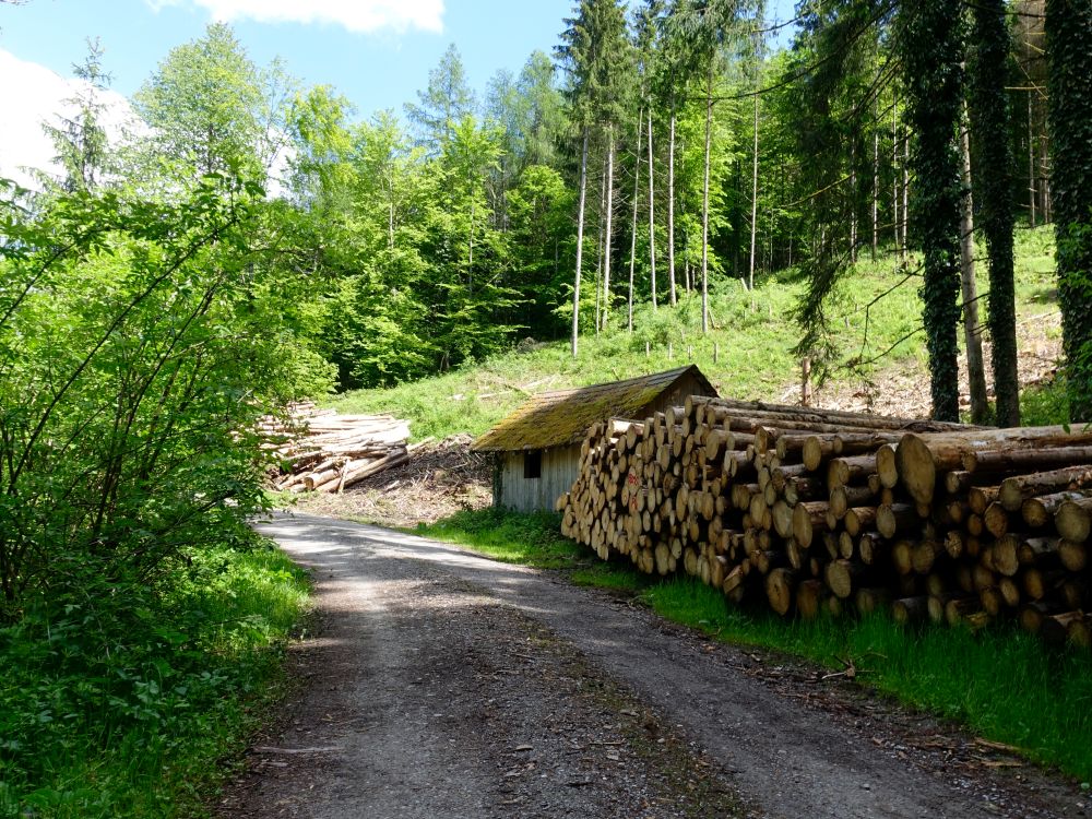 Waldweg