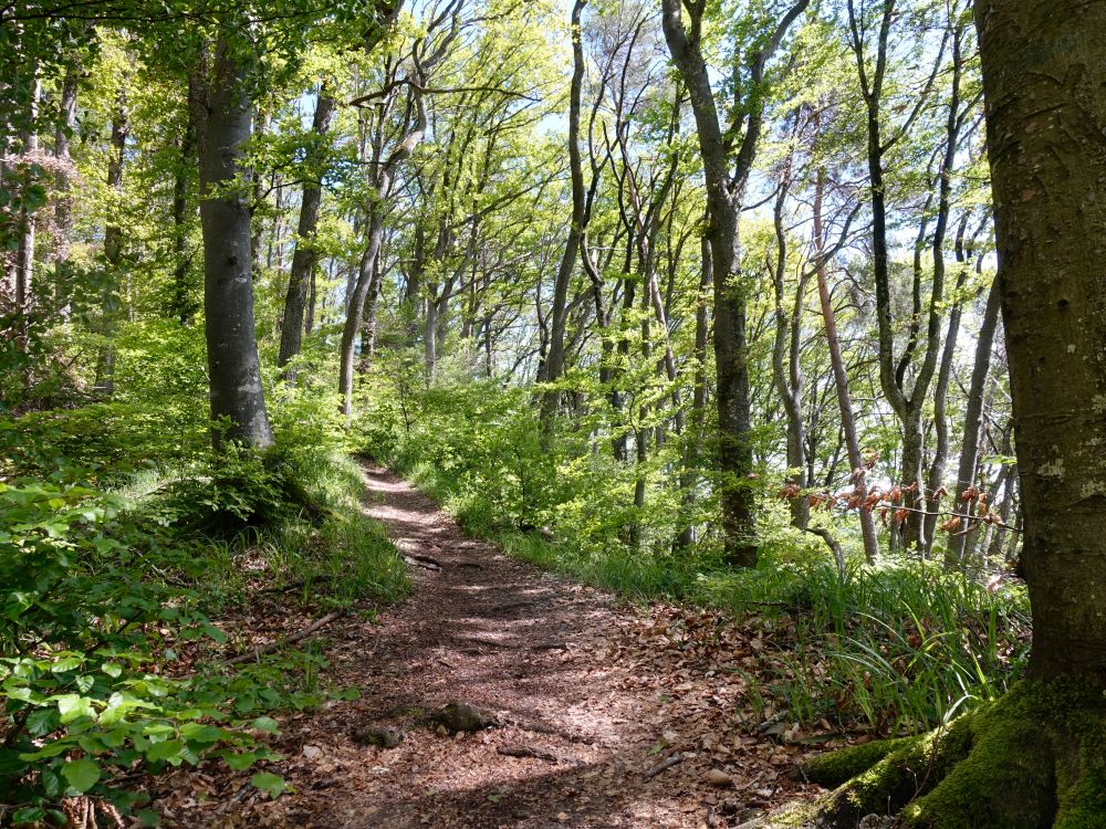 Pfad am Wolkensteiner Berg