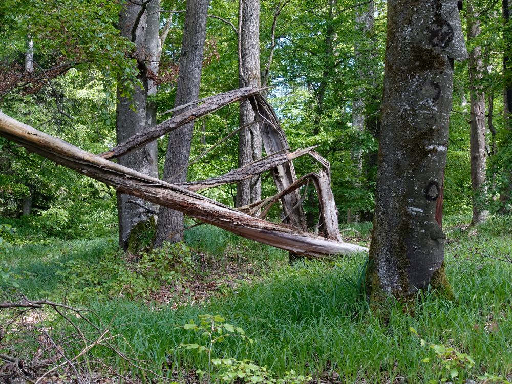 kaputter Baum