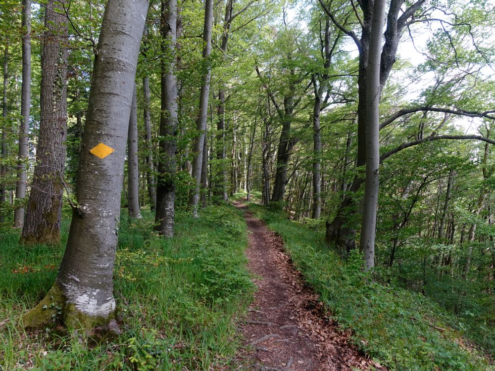 Pfad am Wolkensteiner Berg