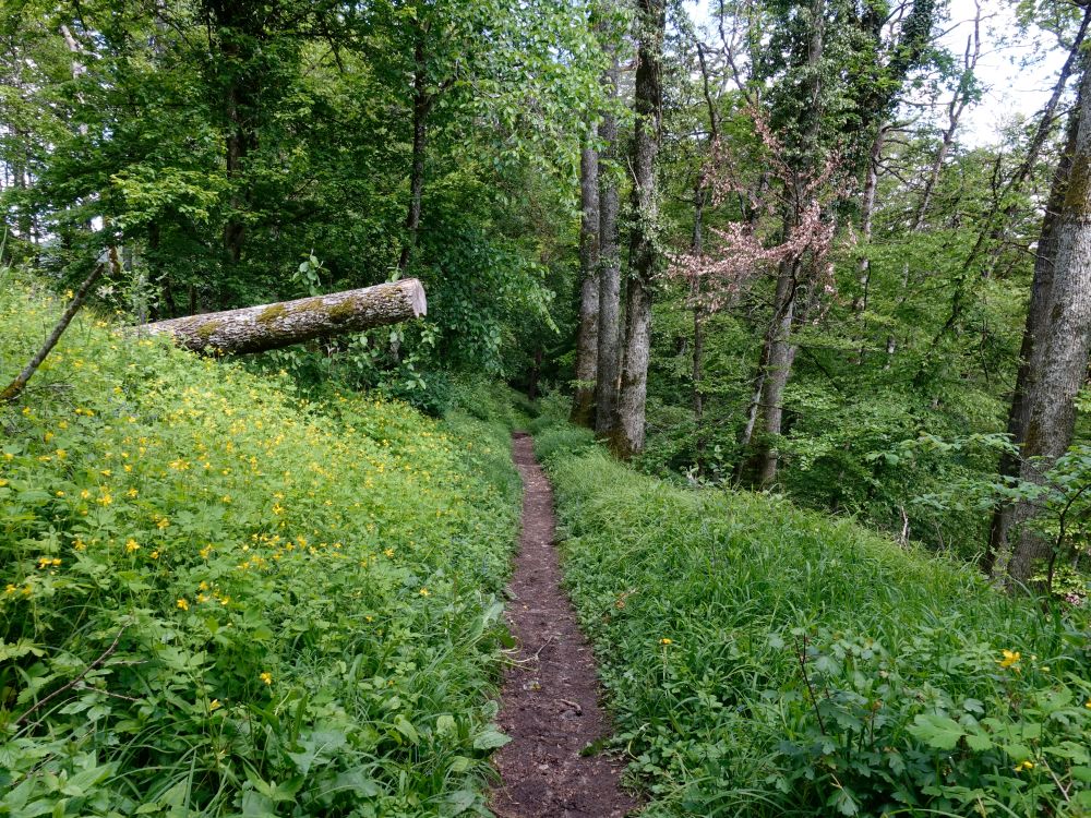 Pfad am Wolkensteiner Berg