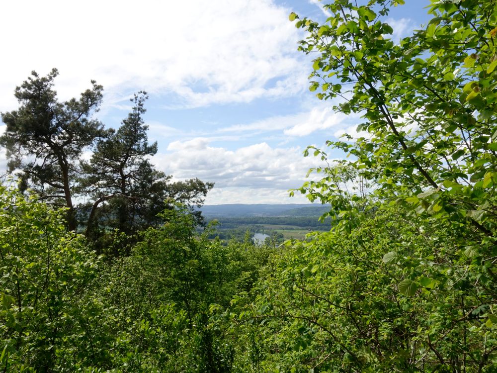 Rhein zwischen Bäumen