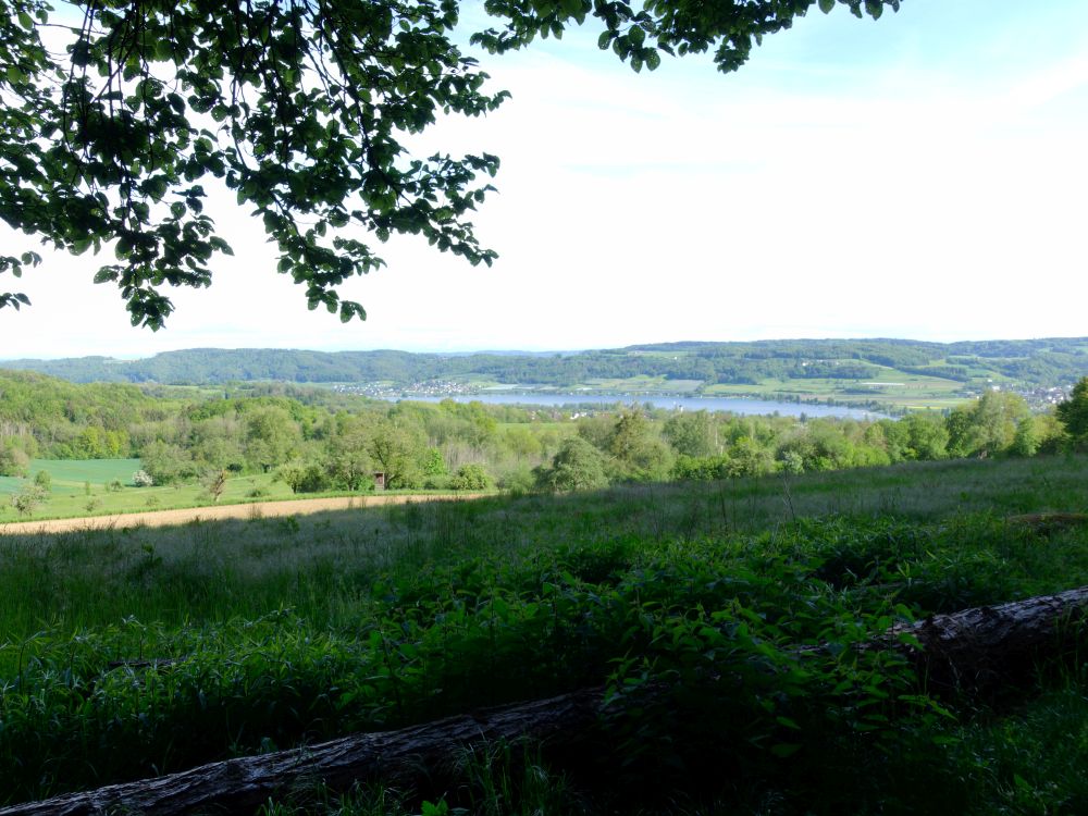 Blick zum Rhein