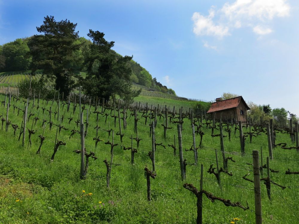 Weinberg über Stein am Rhein