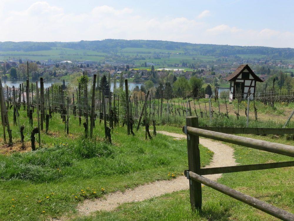 Blick zum Rhein