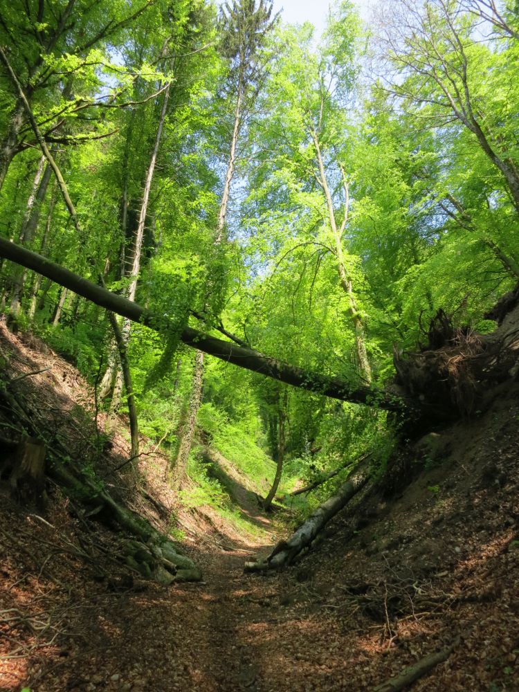 Tobel in Höhlennähe