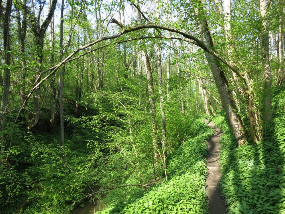 Klingenbachschlucht