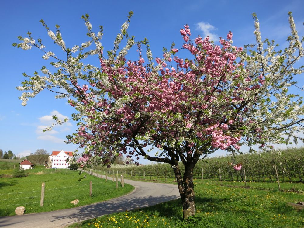 Beim Bruderhof