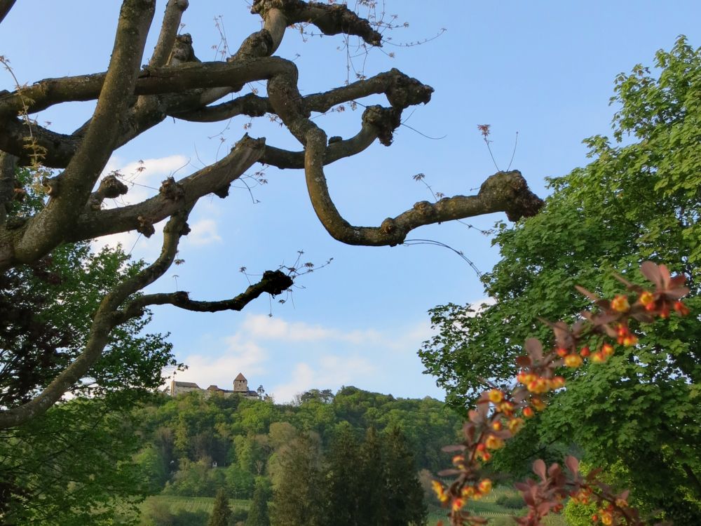 Burg Hohenklingen