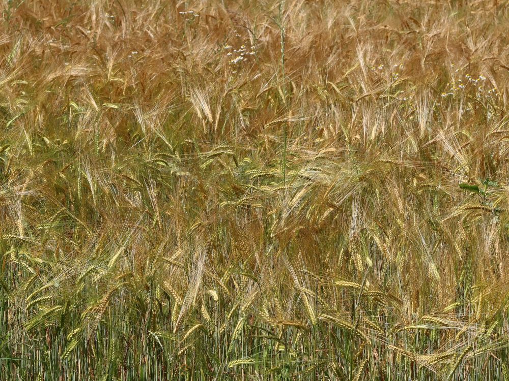 Kornfeld