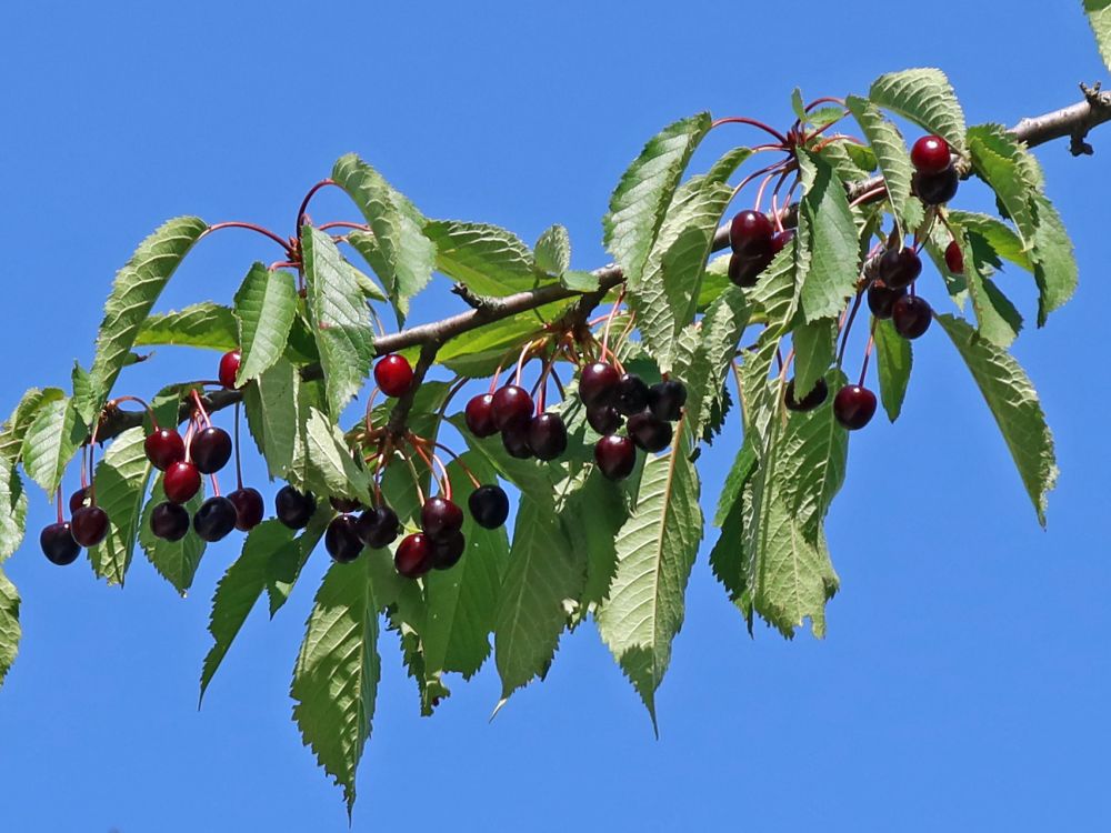 Kirschen