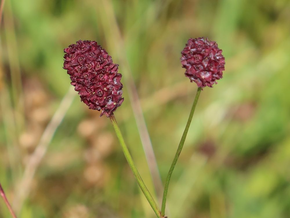 Wiesenknopf