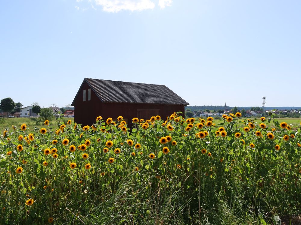 Sonnenblumenfeld mit Scheune