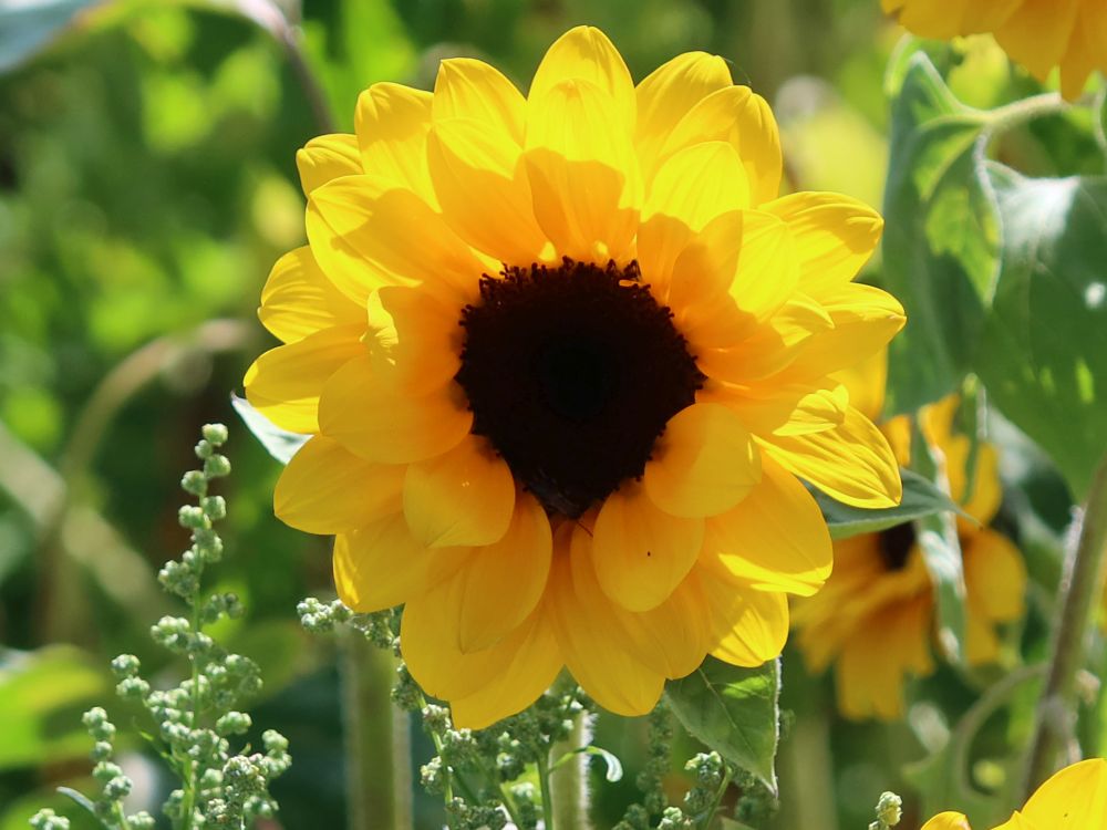 Schonnenblume