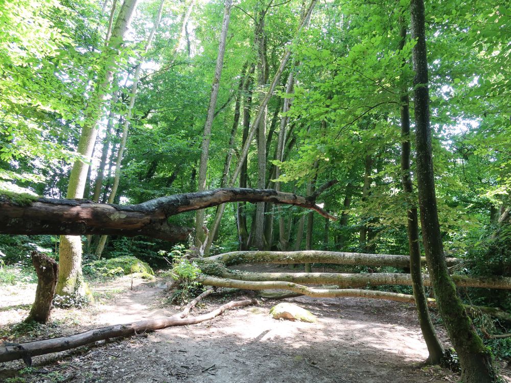 umgestürtzte Bäume