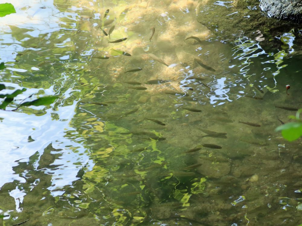 Fische in der Limmat