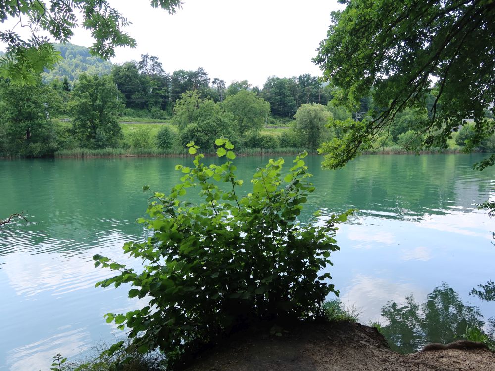 Limmat