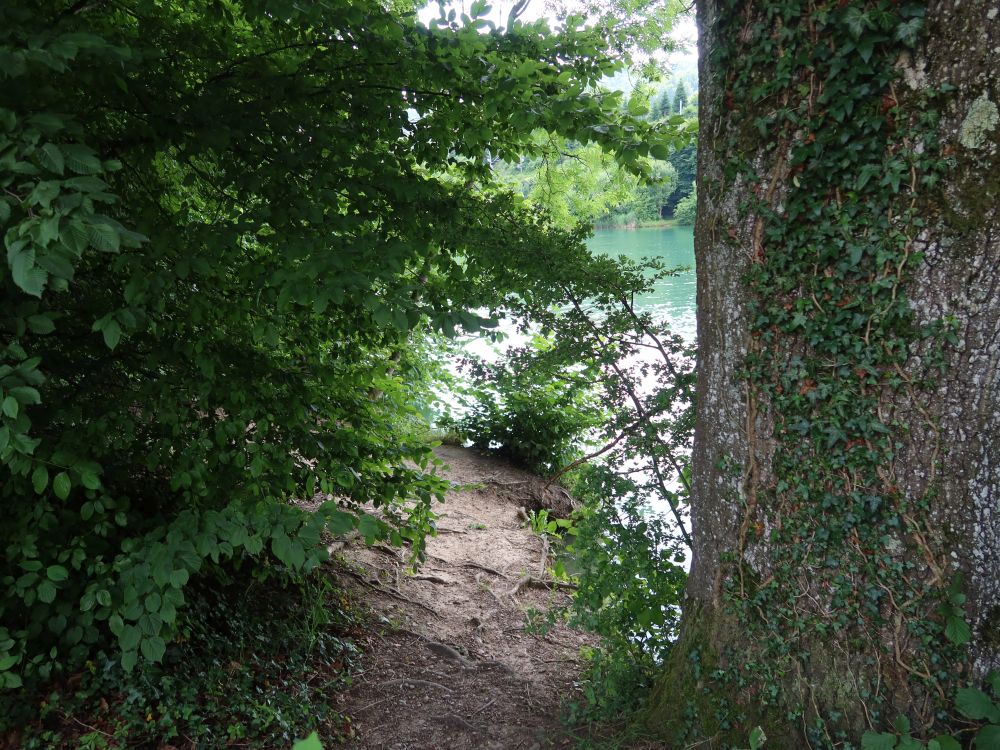 Limmatweg