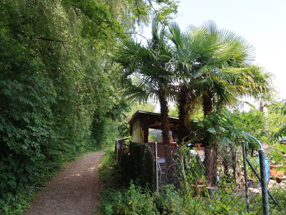 Palmen bei Chlosterschür