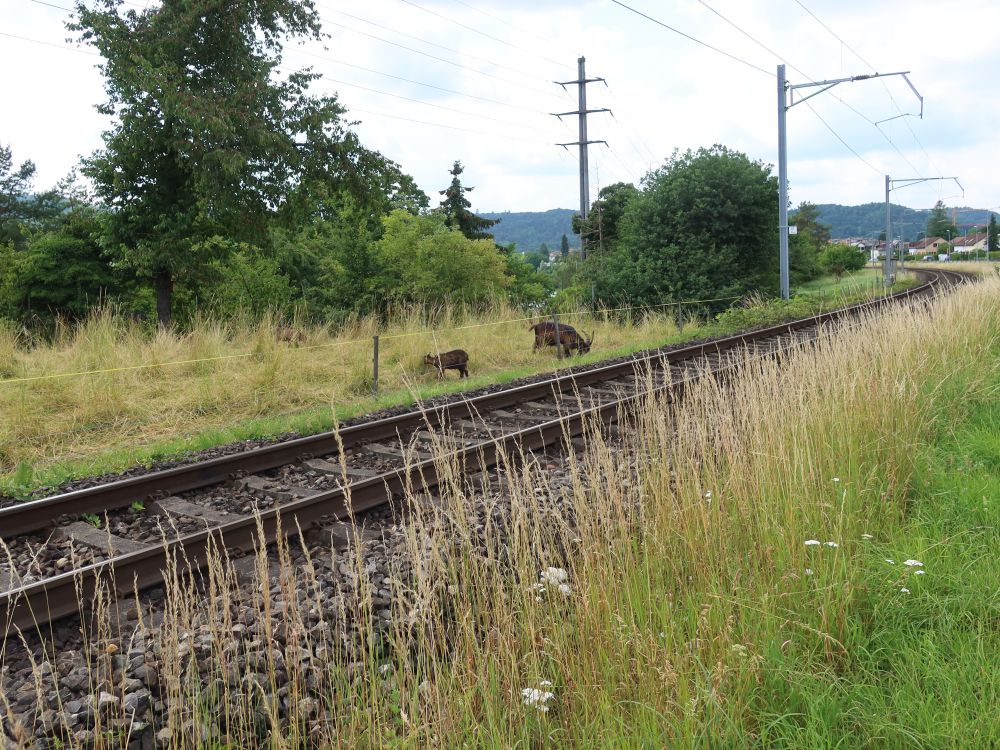Ziegen am Bahngleis