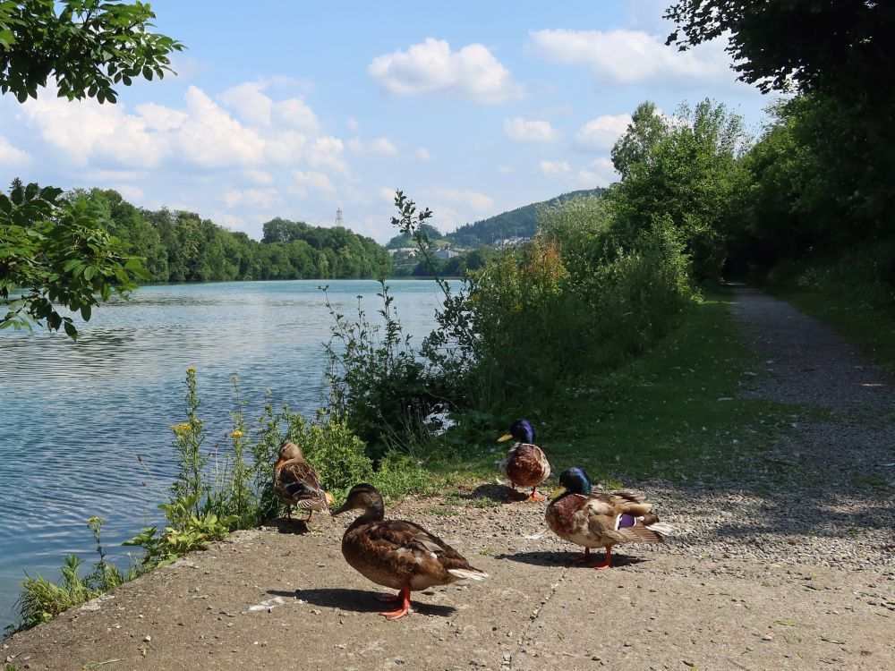 Enten