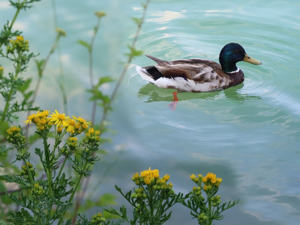 Ente