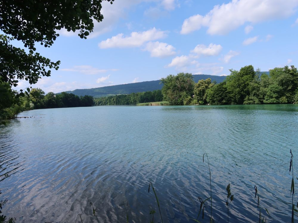 Limmat (aufgestaut)
