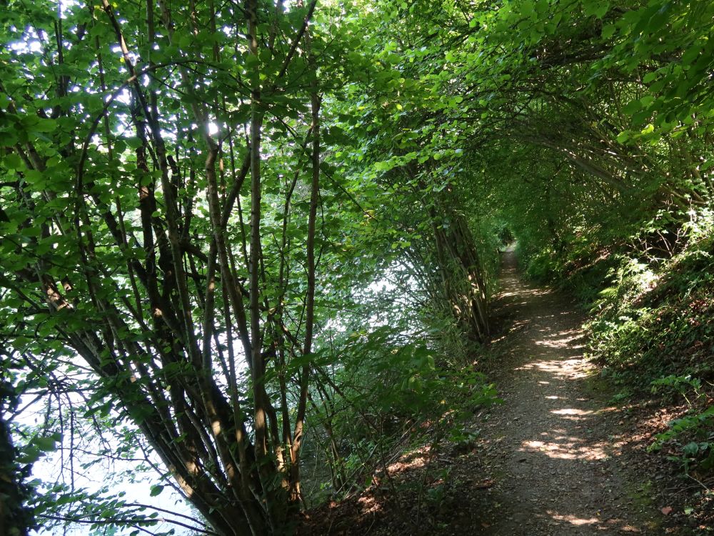 Limmatuferweg