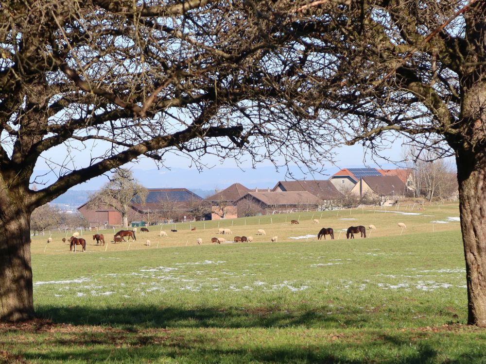 Pferde und Schafe bei Leutenegg