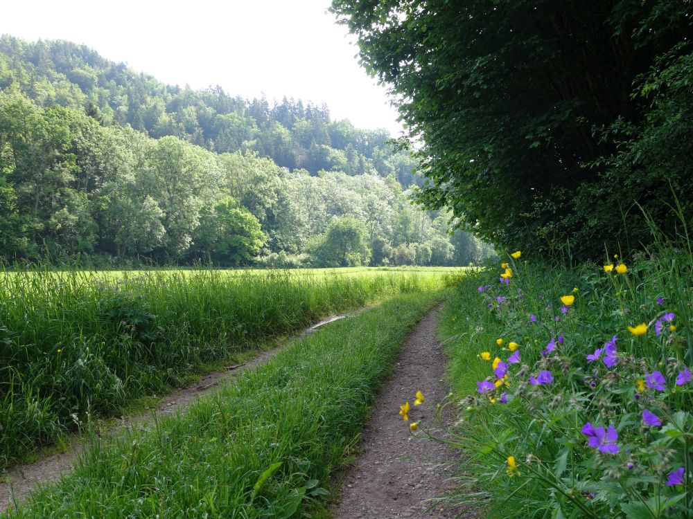 Blumen am Wegesrand