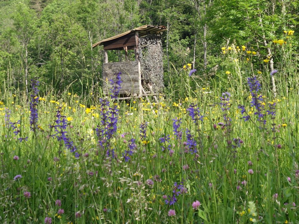 Blumenwiese mit Jgerstand