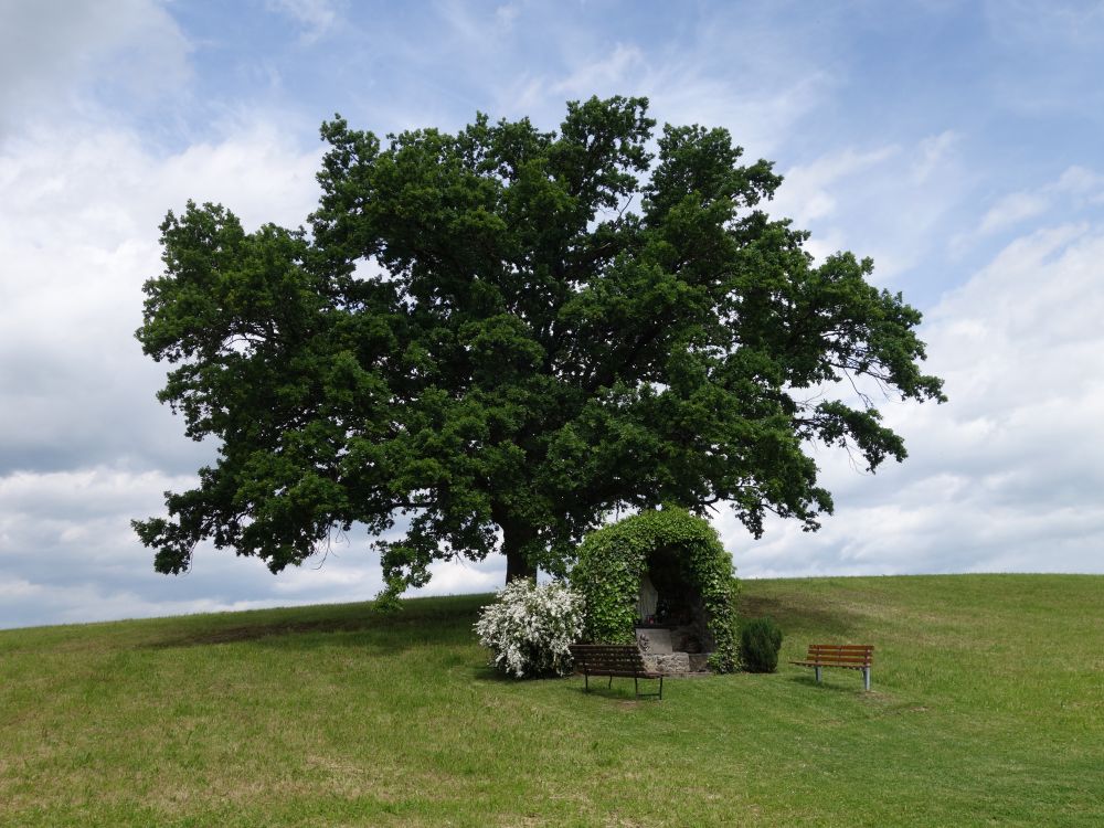 Eiche bei Mundelfingen