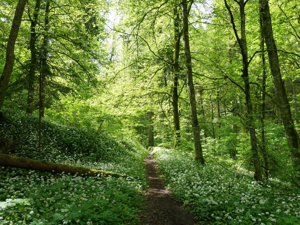 Pfad durch Bärlauchblüten