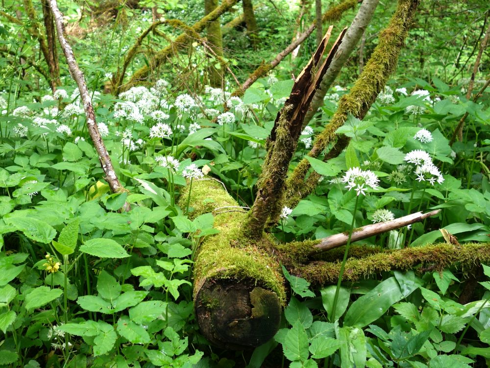 Bärlauchblüten