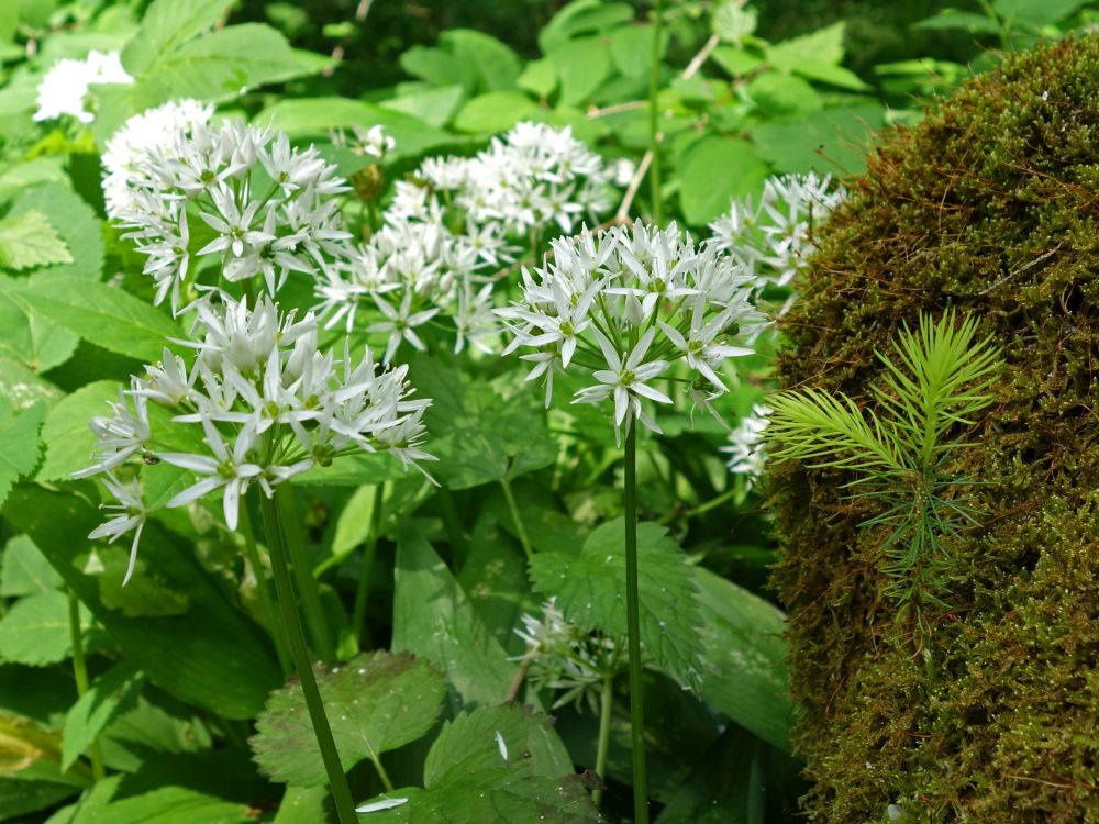 Bärlauchblüten