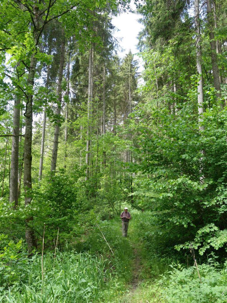 Waldpfad