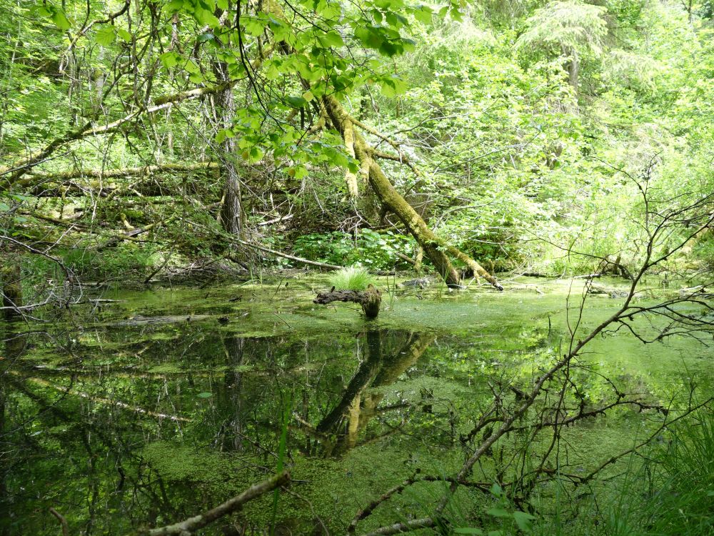 Teich im Wald