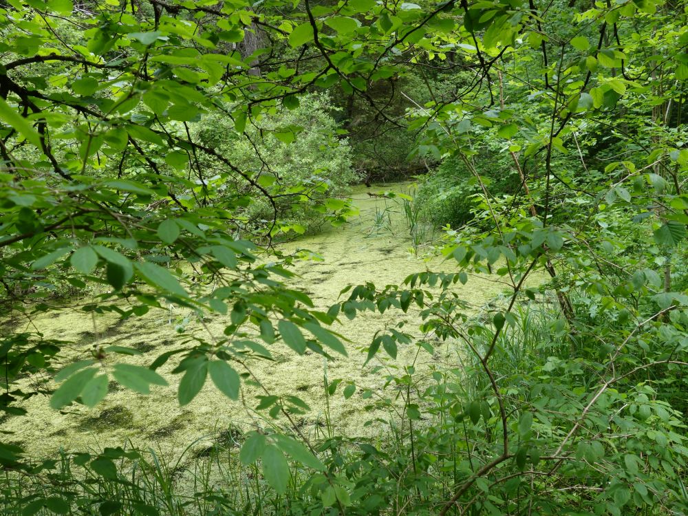 Teich im Wald