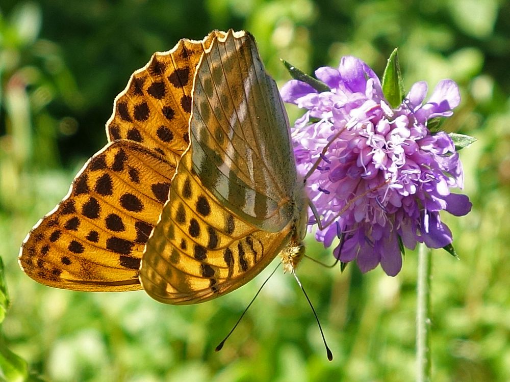 Schmetterling