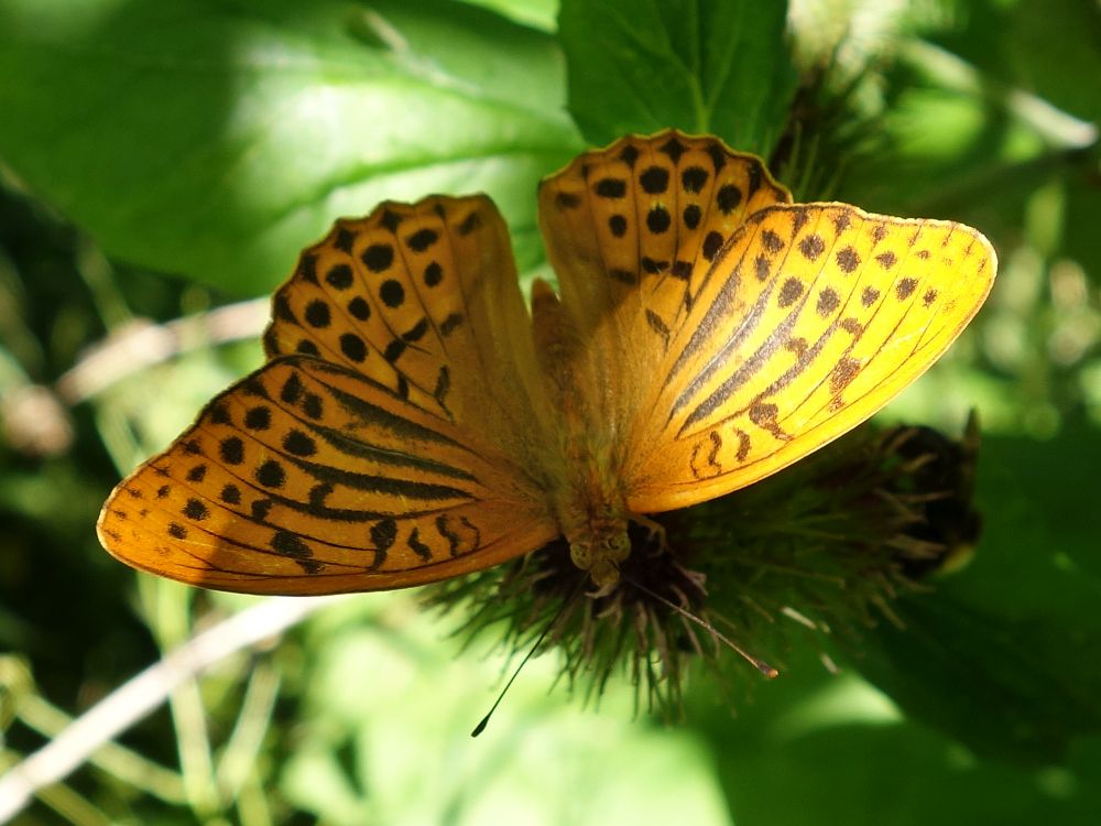 Schmetterling