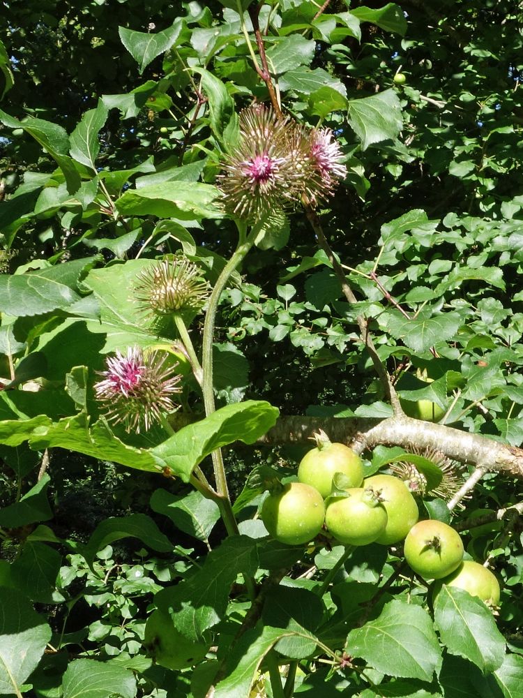 Äpfel und Disteln
