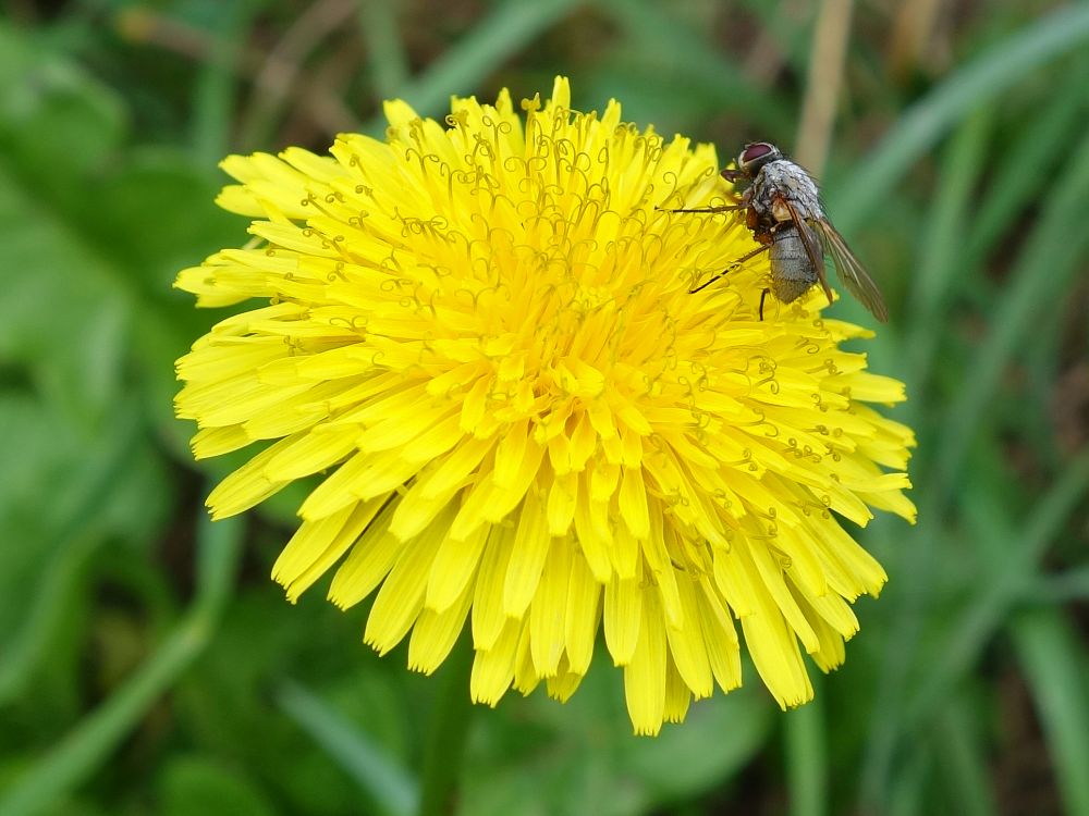 Blüte mit Insekt